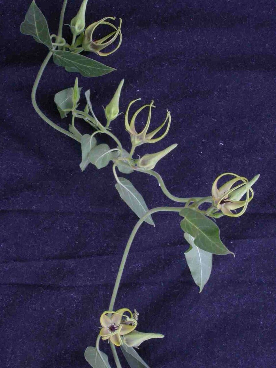 Oxypetalum warmingii leaf