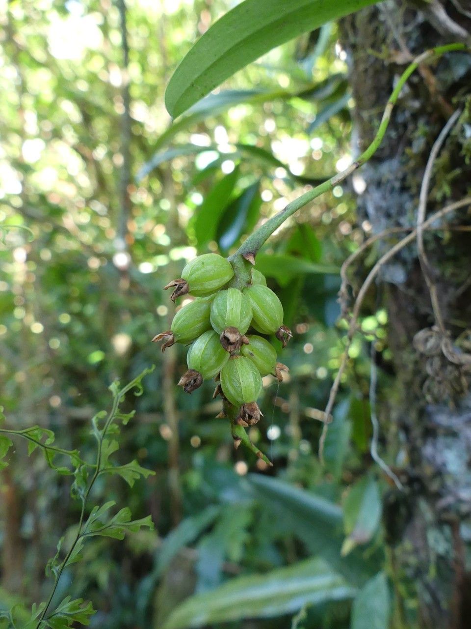 Bulbophyllum densum fruit