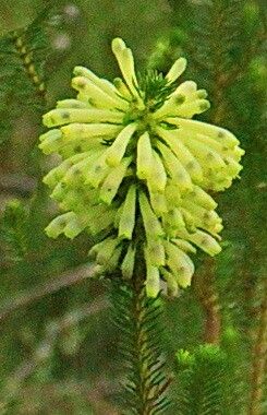 Erica sessiliflora — houseplant care guide