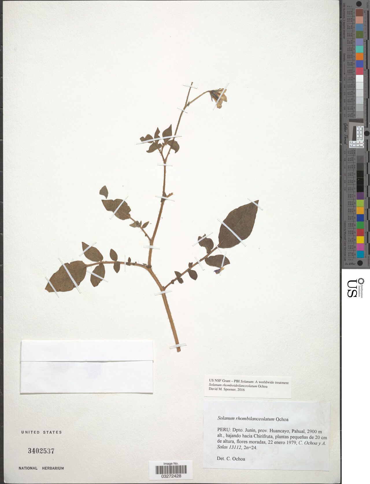 Solanum rhomboideilanceolatum — houseplant care guide