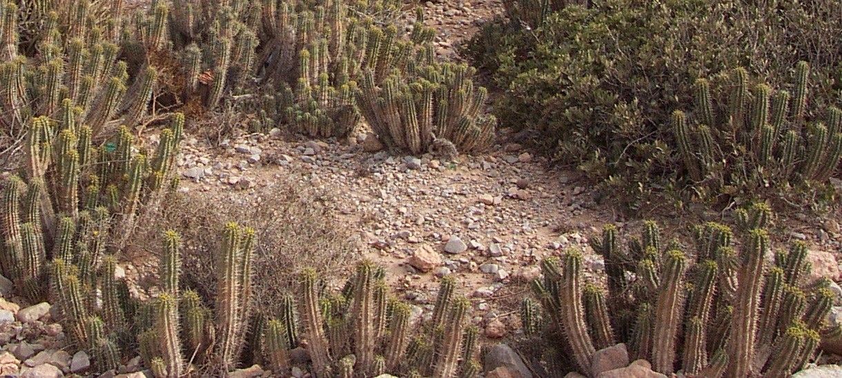 Euphorbia handiensis bark