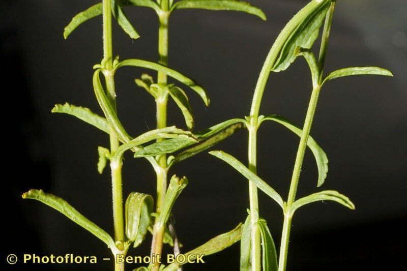 Sideritis arborescens other