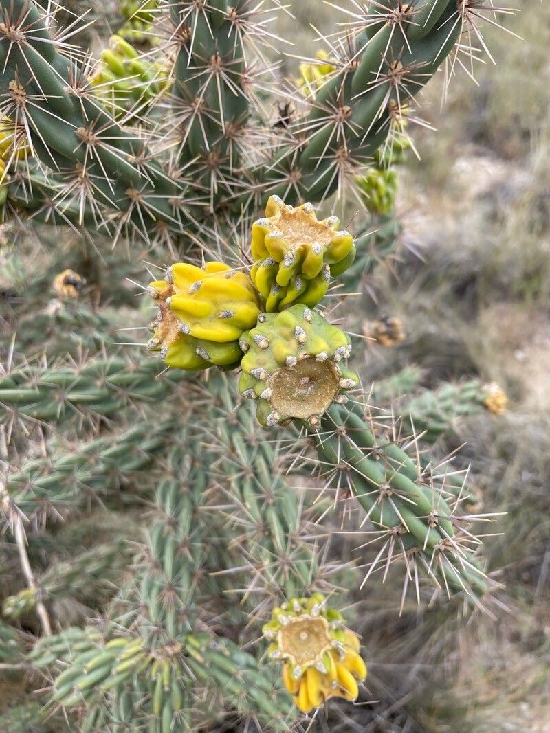Cylindropuntia imbricata fruit