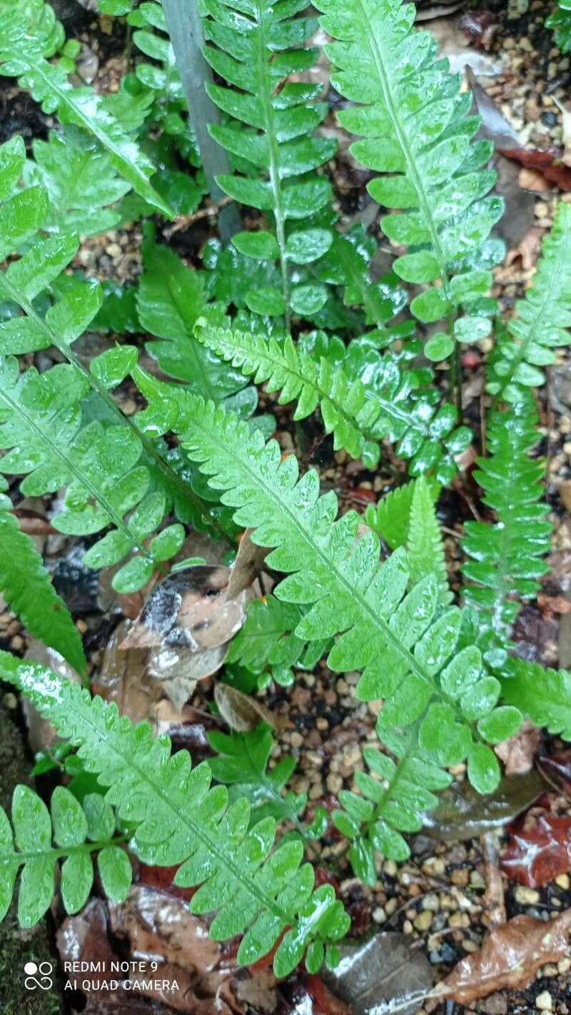 Deparia × lobatocrenata — houseplant care guide