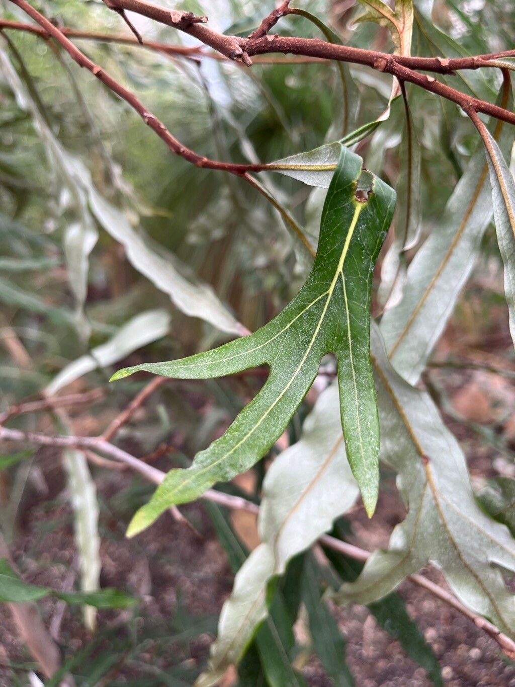 Grevillea hilliana — search result for 'Grevillea'