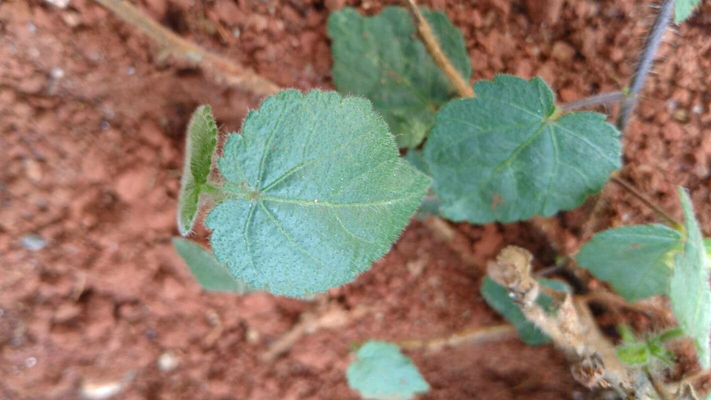 Sida glabra leaf