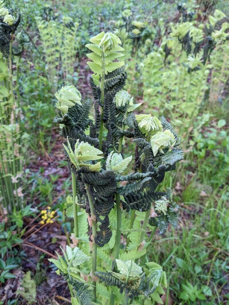 Osmunda claytoniana fruit