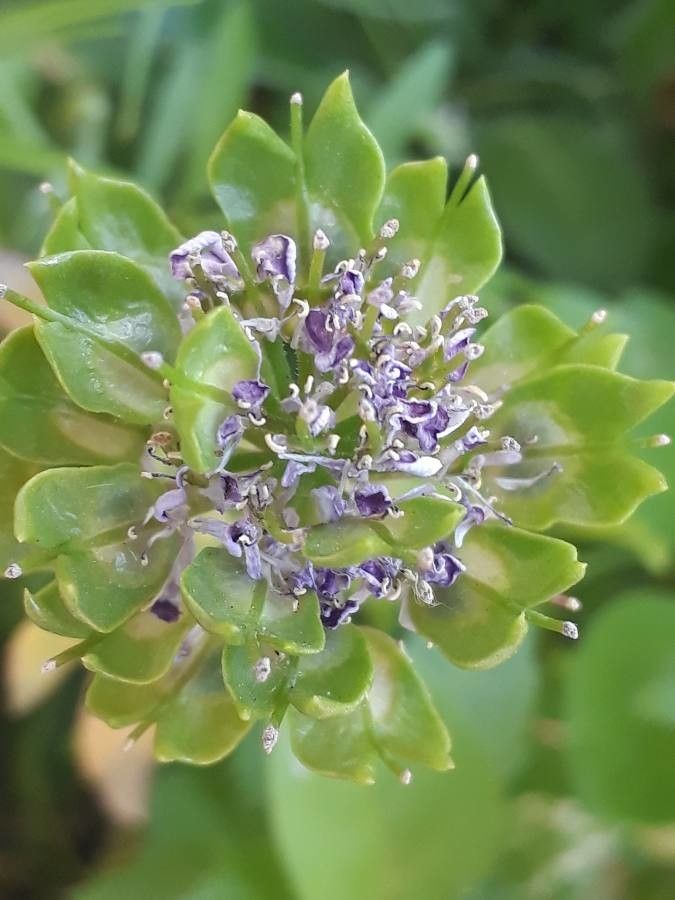 Iberis umbellata fruit