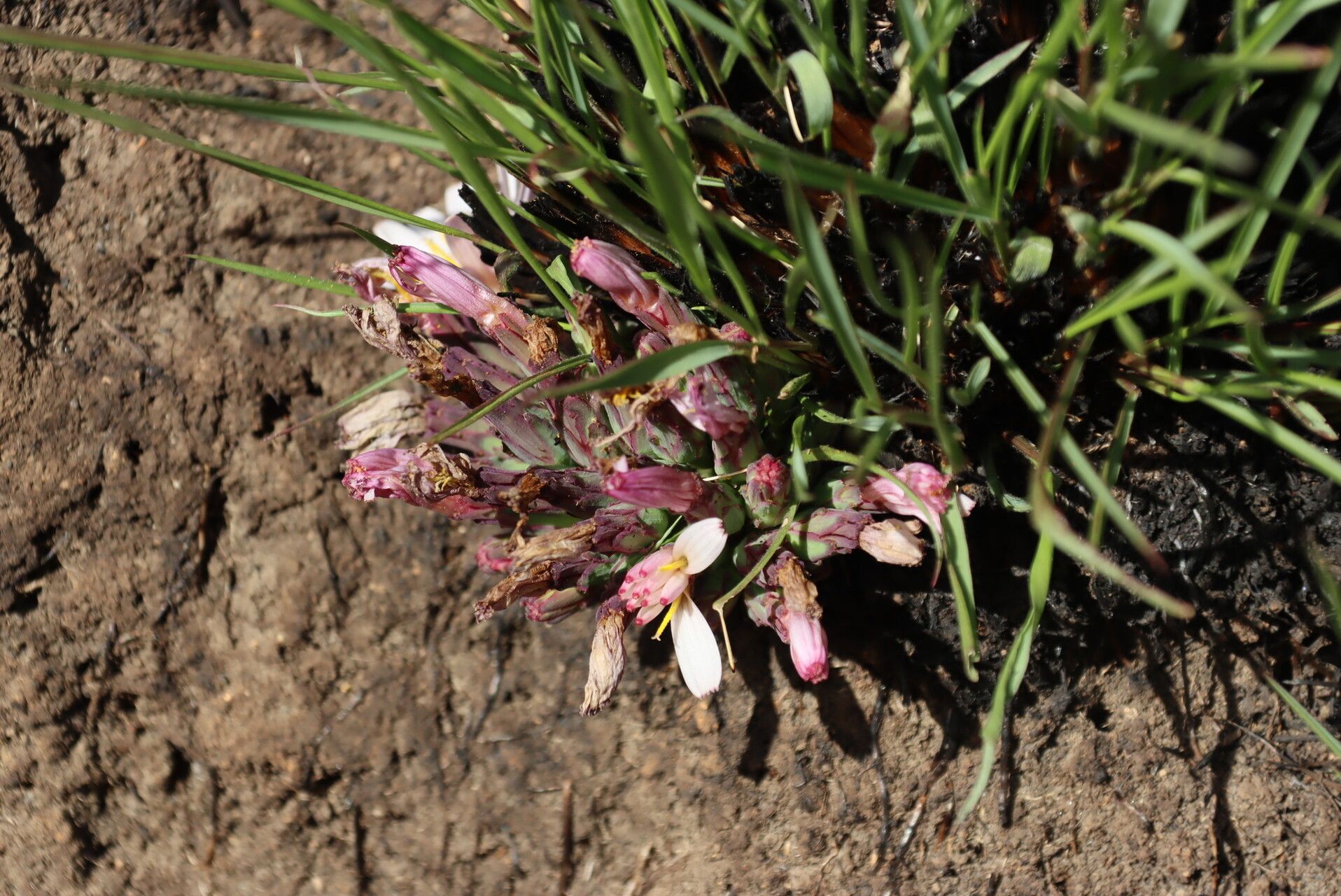 Lactuca lasiorhiza flower