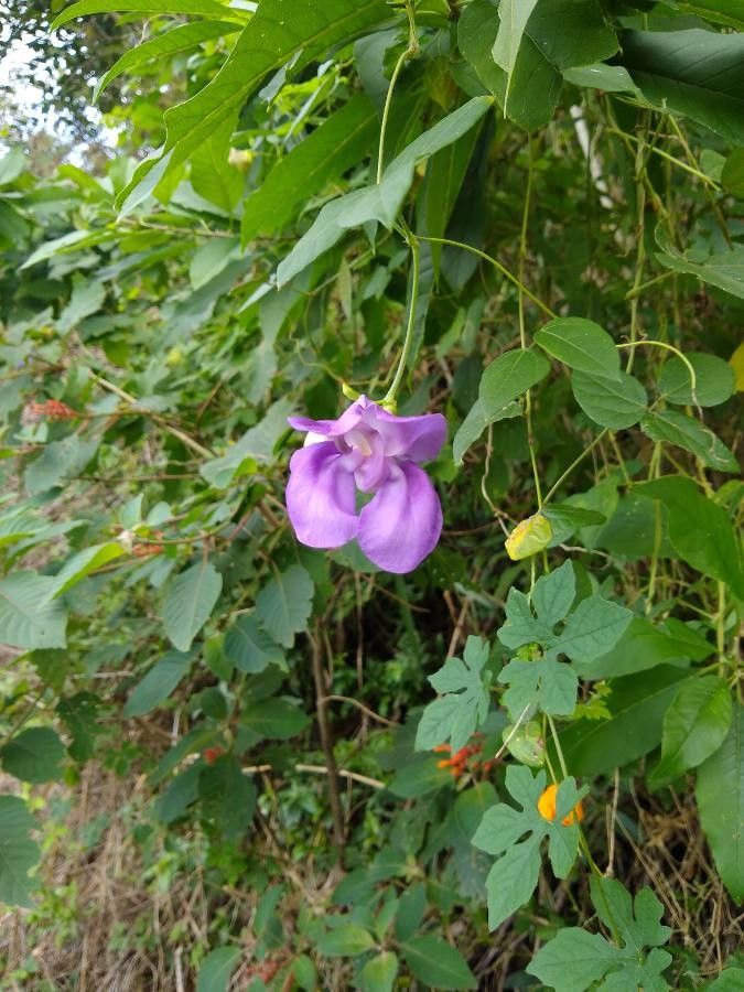 Vigna speciosa flower