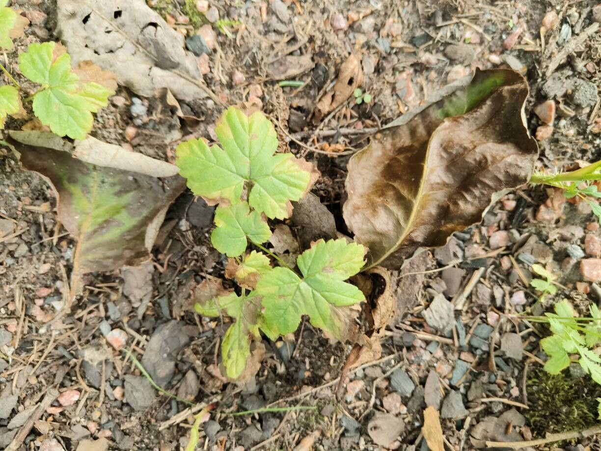 Rubus humulifolius — houseplant care guide