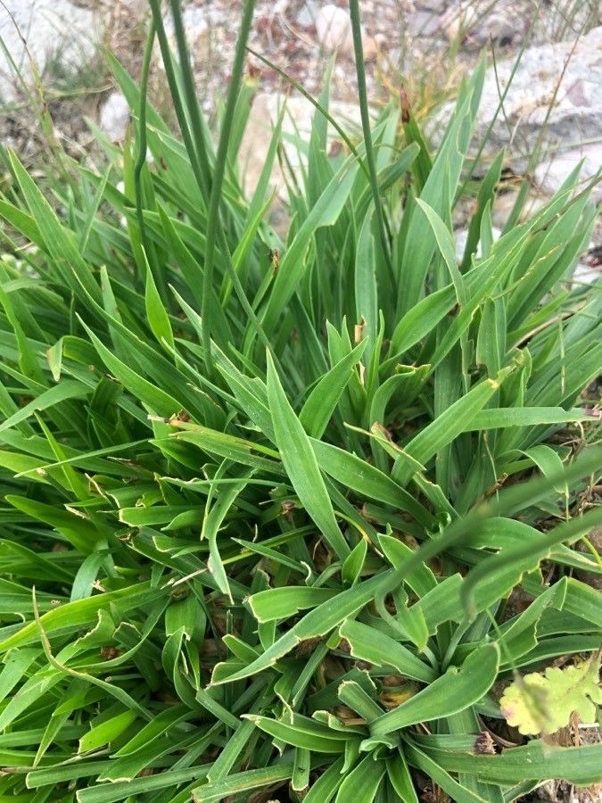 Armeria alpina — related species from the same genus