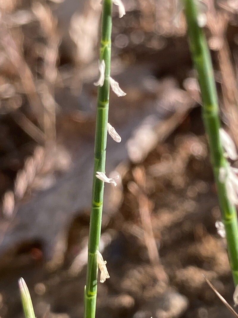 Hainardia cylindrica flower