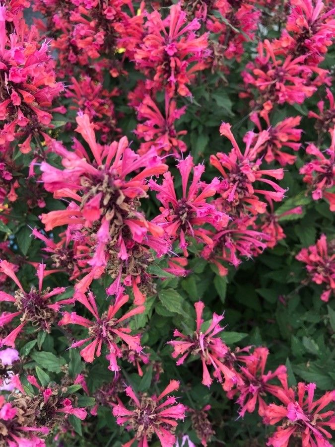 Agastache rupestris flower
