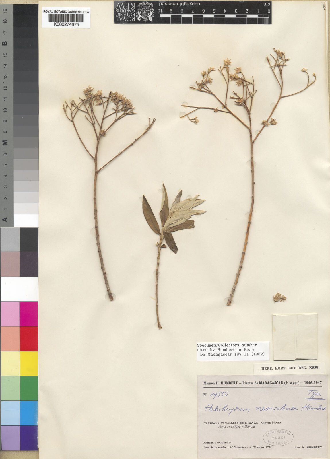 Helichrysum neoisalense — houseplant care guide