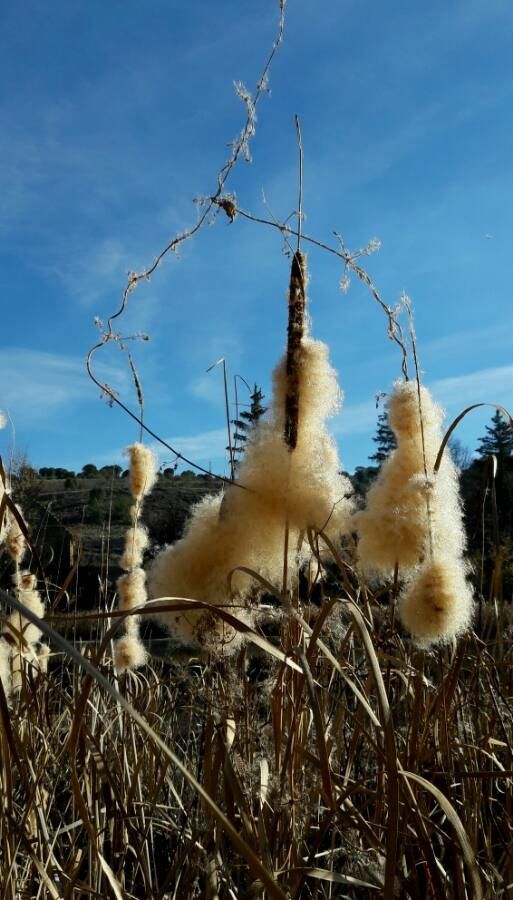 Typha latifolia fruit