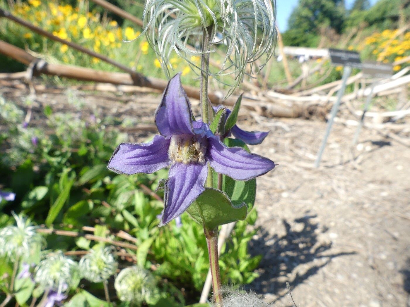 Clematis integrifolia flower