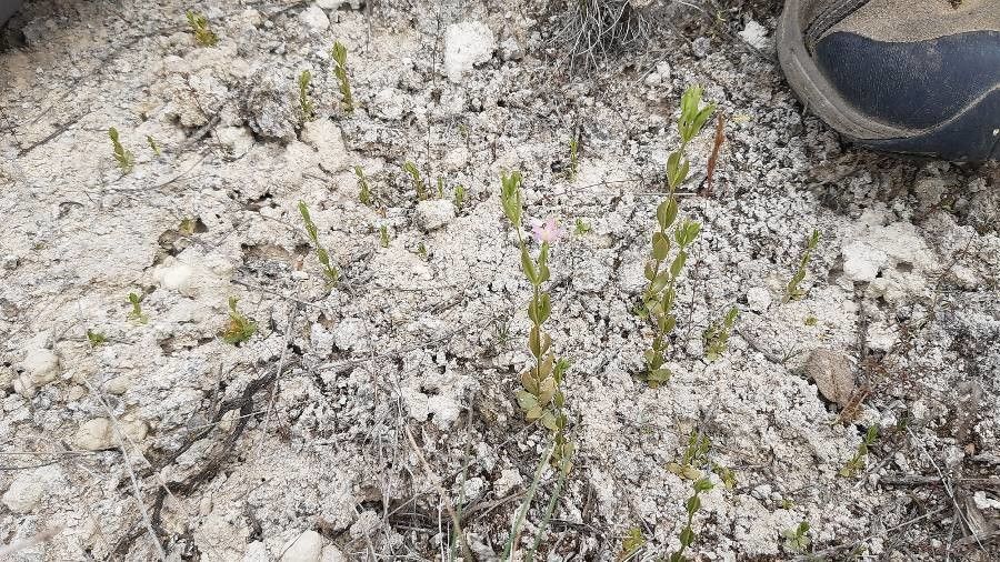 Centaurium quadrifolium — houseplant care guide