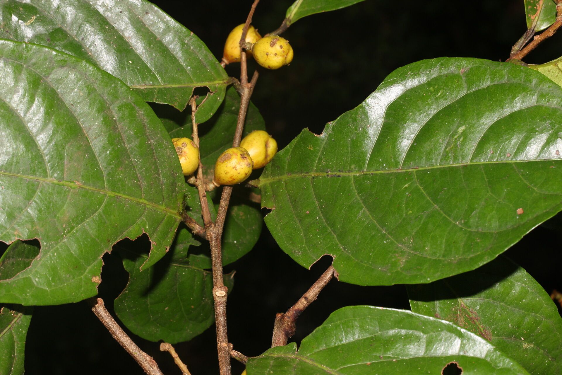 Celastrus vulcanicola fruit