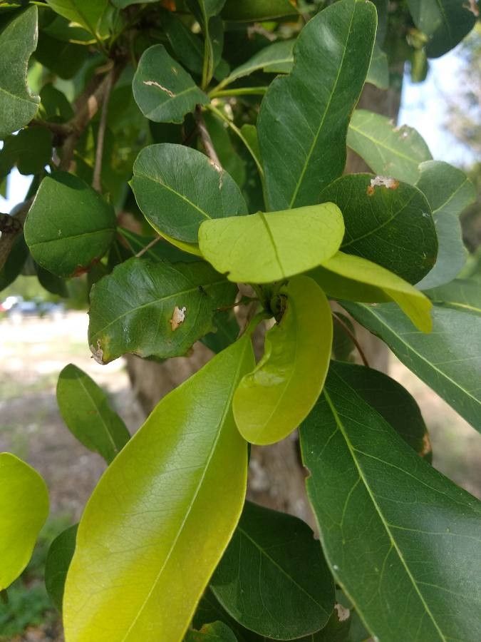 Gymnanthes lucida leaf