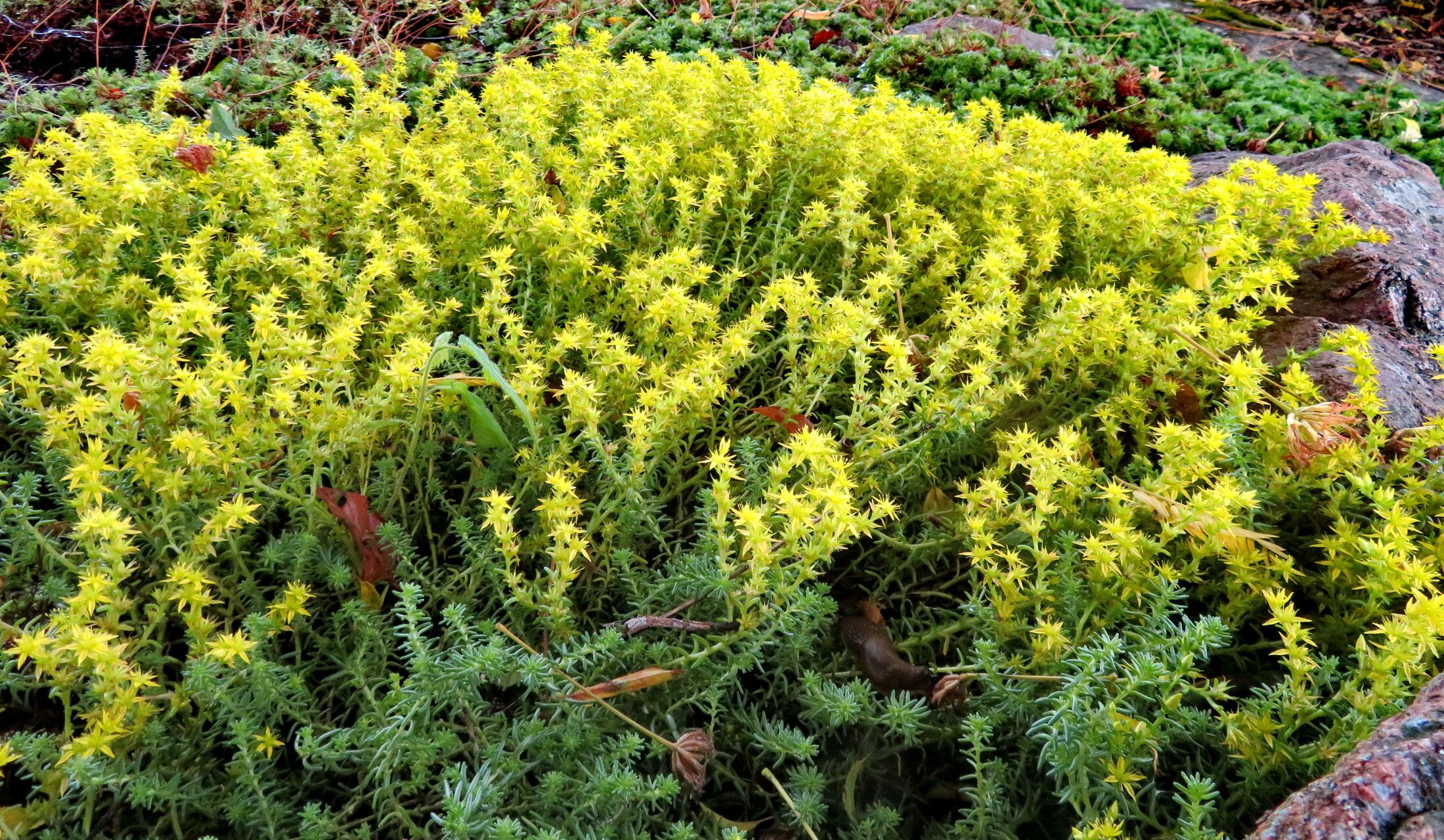 Saxifraga canaliculata habit