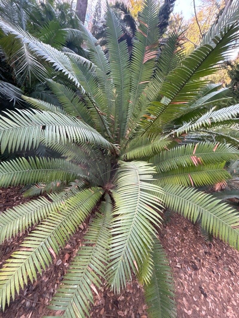 Dioon pectinatum leaf