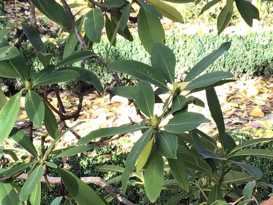 Rhododendron macrophyllum