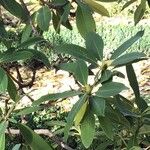 Rhododendron macrophyllum