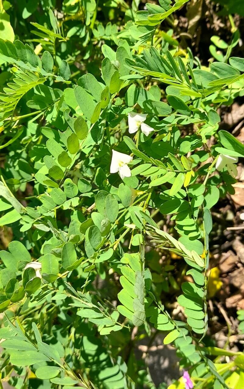Coursetia hassleri habit