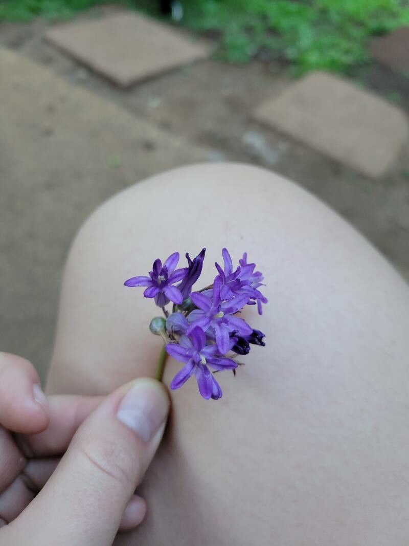 Dichelostemma multiflorum — related species from the same genus