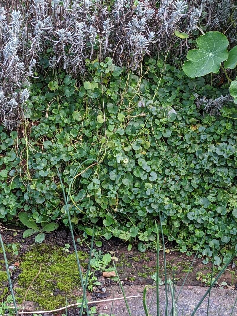 Cymbalaria aequitriloba habit