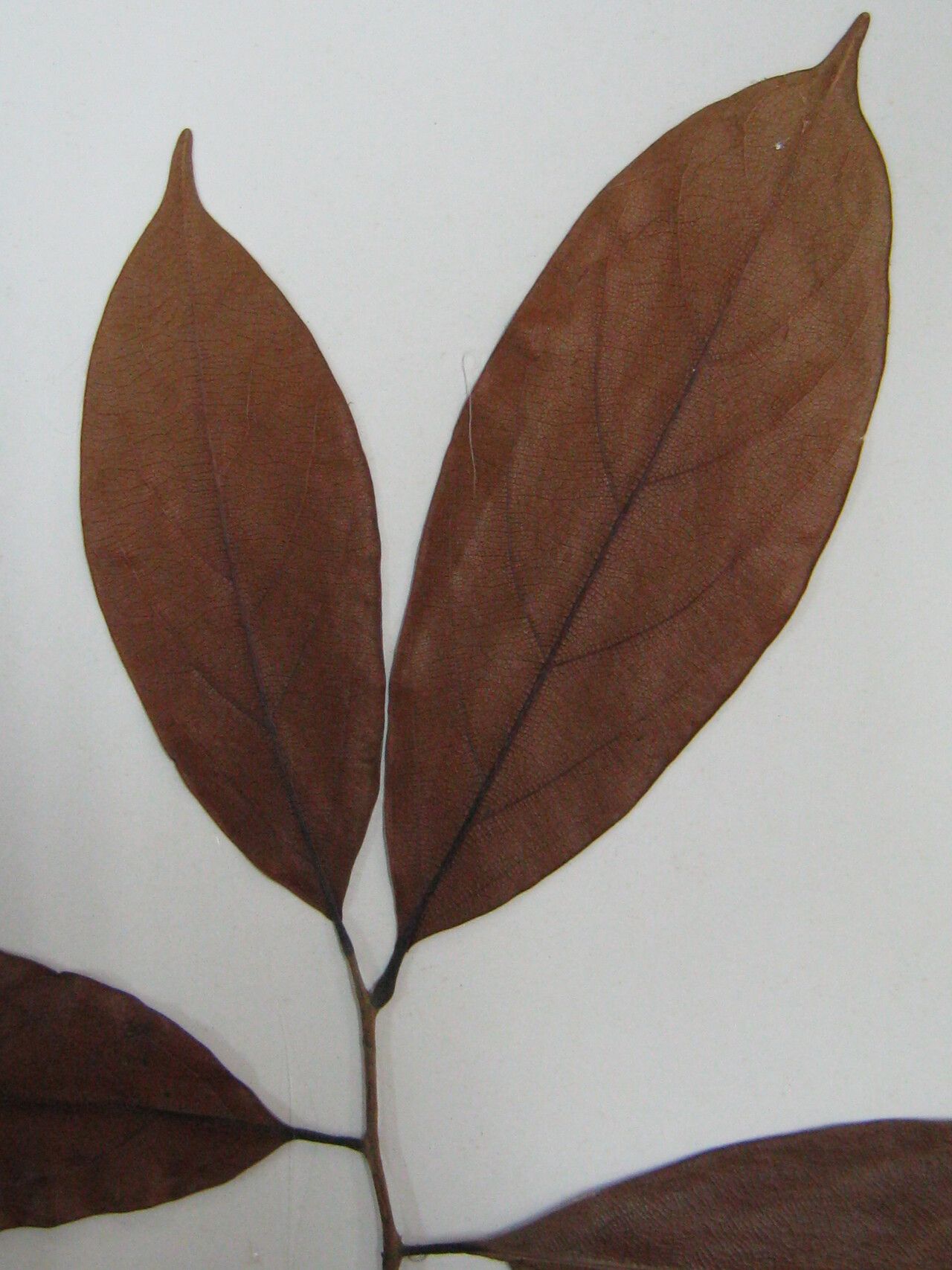 Aniba jenmanii — houseplant care guide