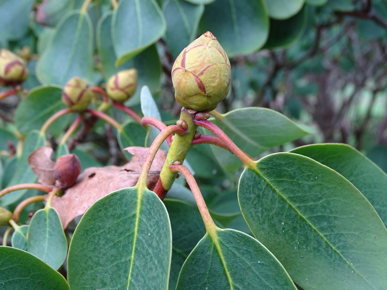 Rhododendron oreodoxa flower
