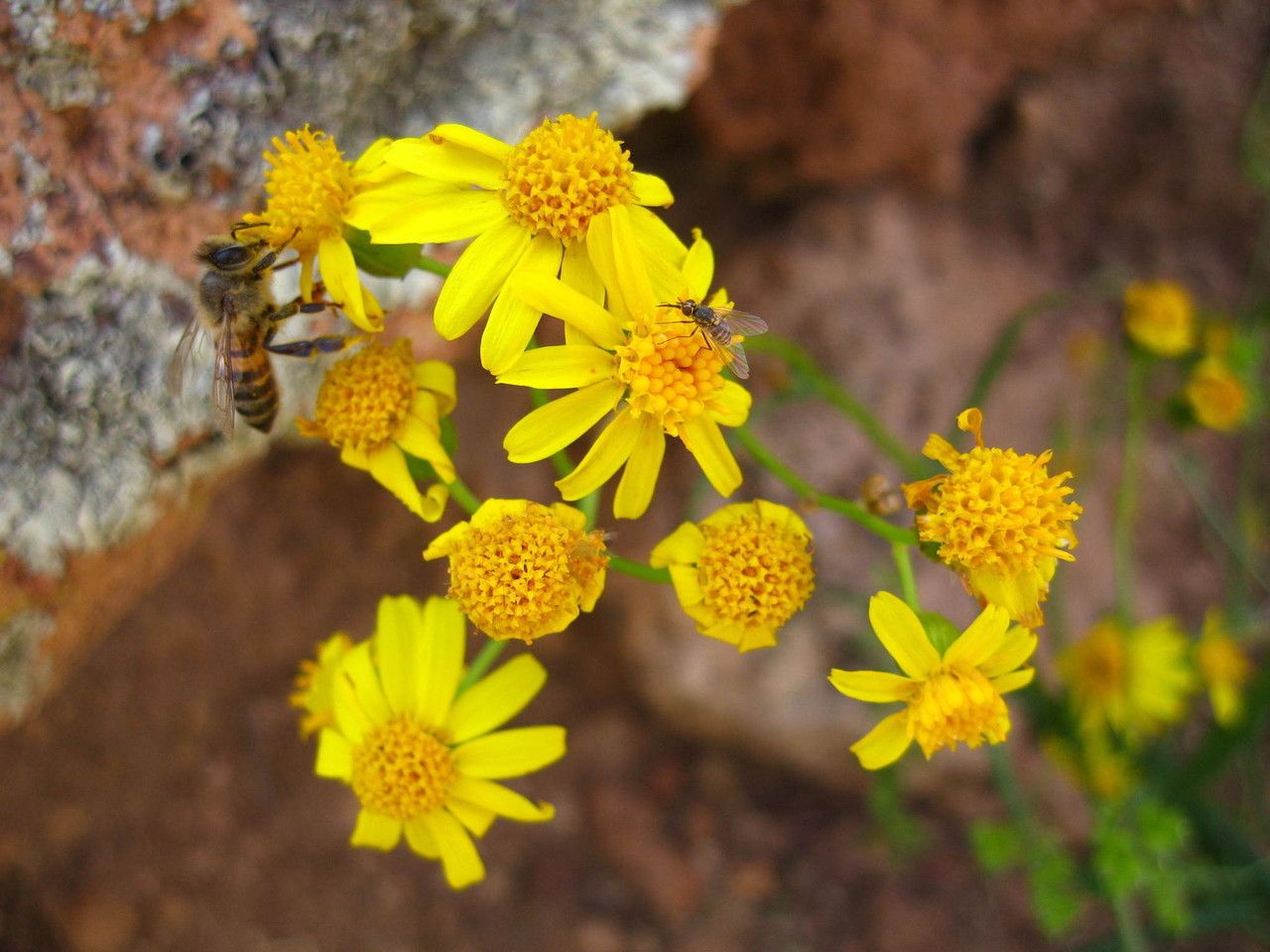 Senecio lemmonii flower