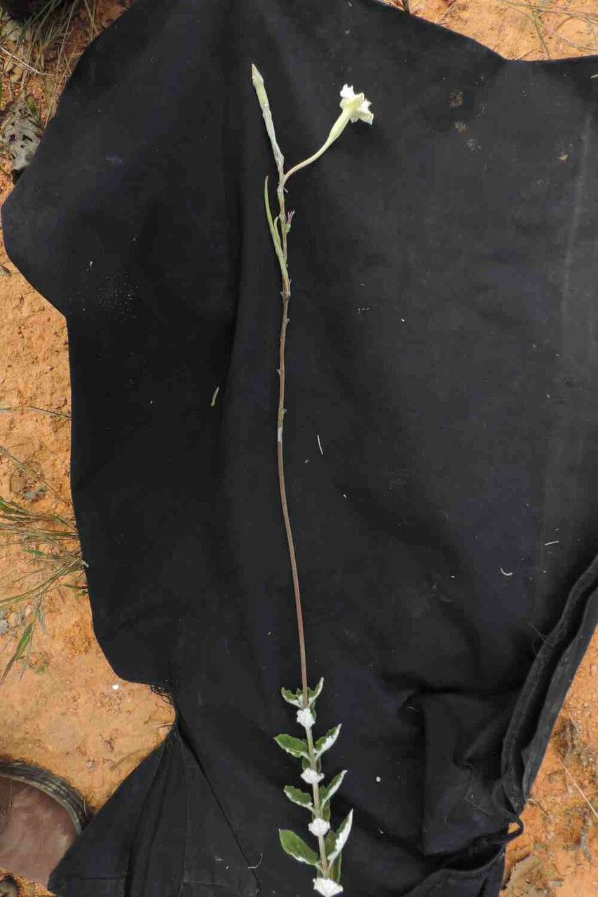 Mandevilla martii habit