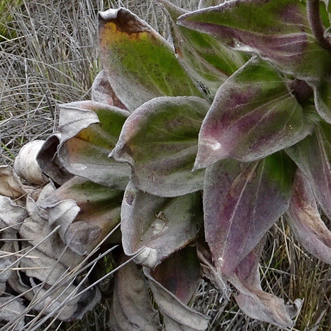 Helichrysum mannii — search result for 'Helichrysum'