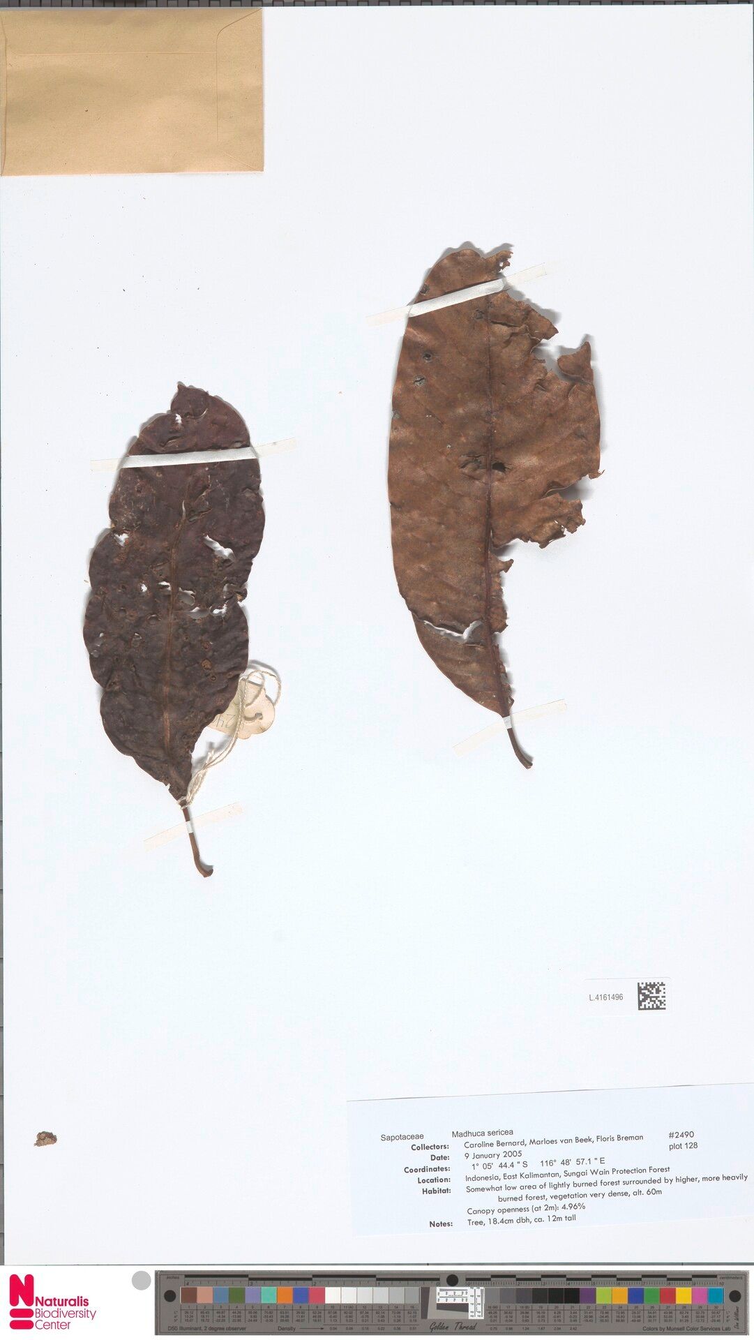 Madhuca sericea — houseplant care guide