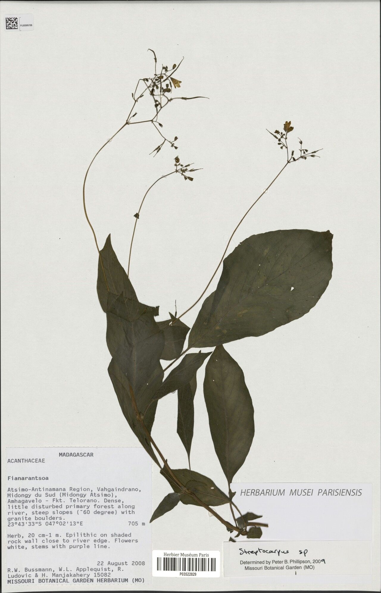 Streptocarpus integrifolius — search result for 'Streptocarpus'