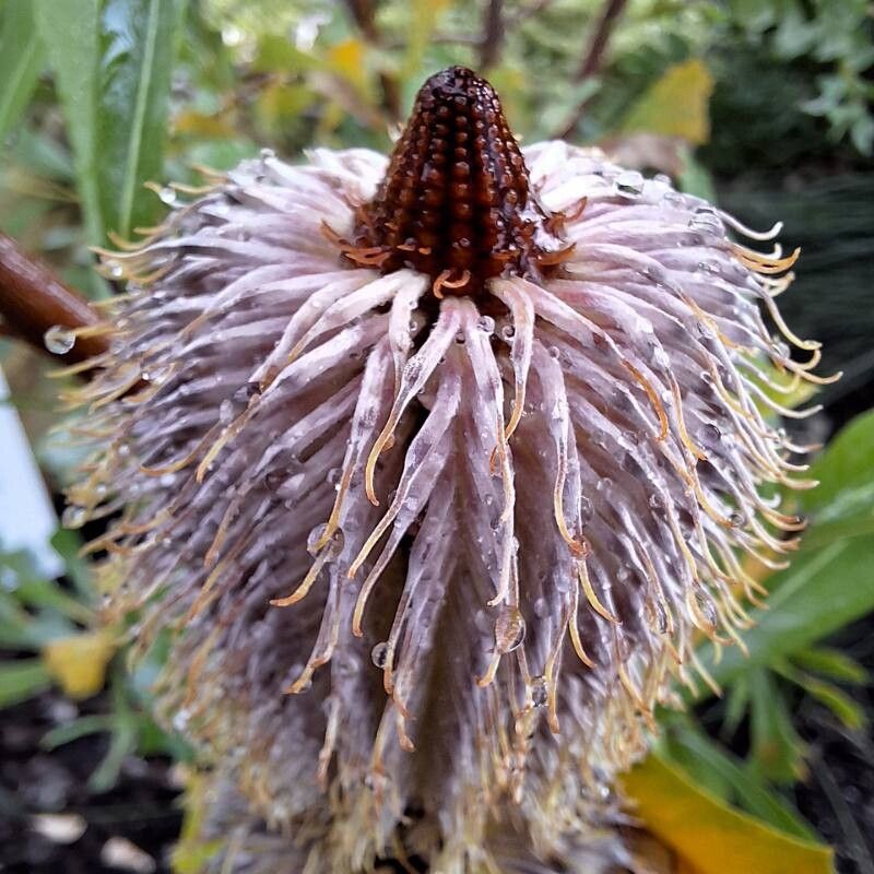 Banksia oreophila — houseplant care guide