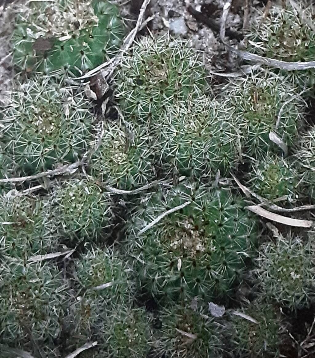 Frailea diersiana habit