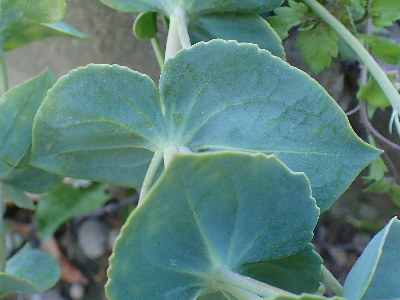 Veronica perfoliata — houseplant care guide