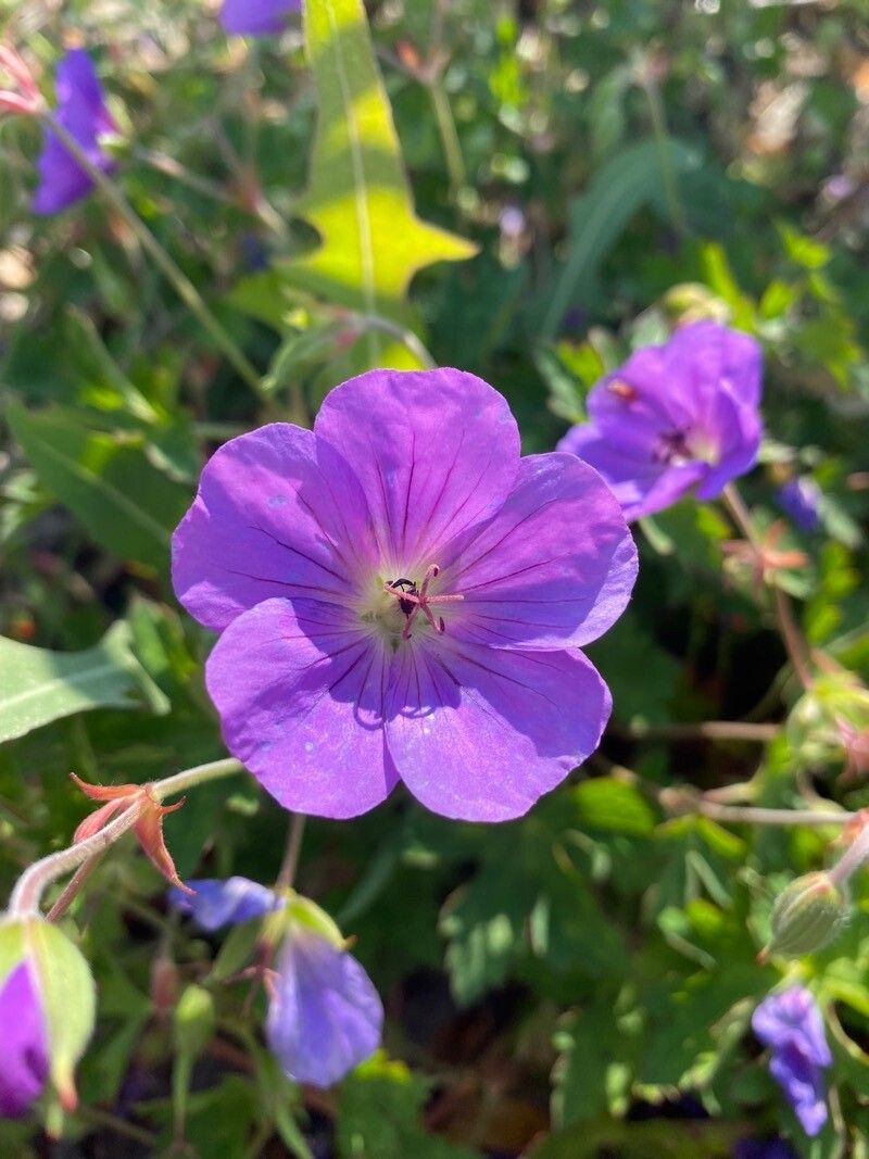 Geranium himalayense fruit