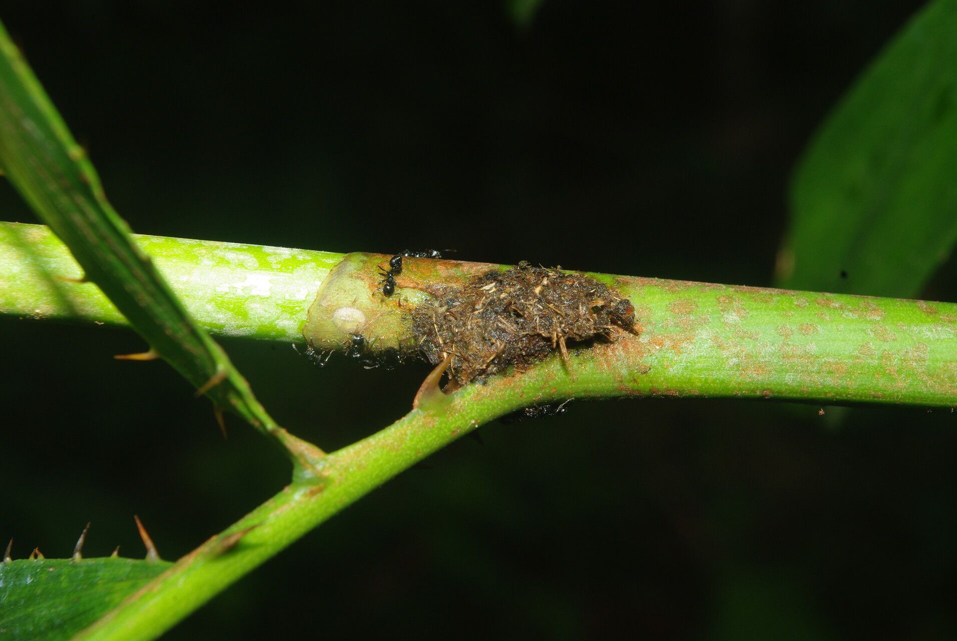 Eremospatha cabrae bark