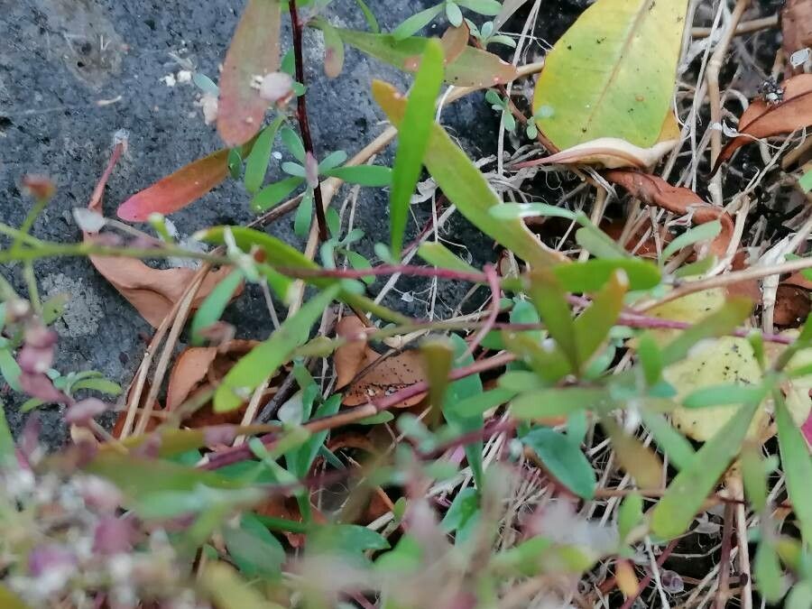Lobularia canariensis