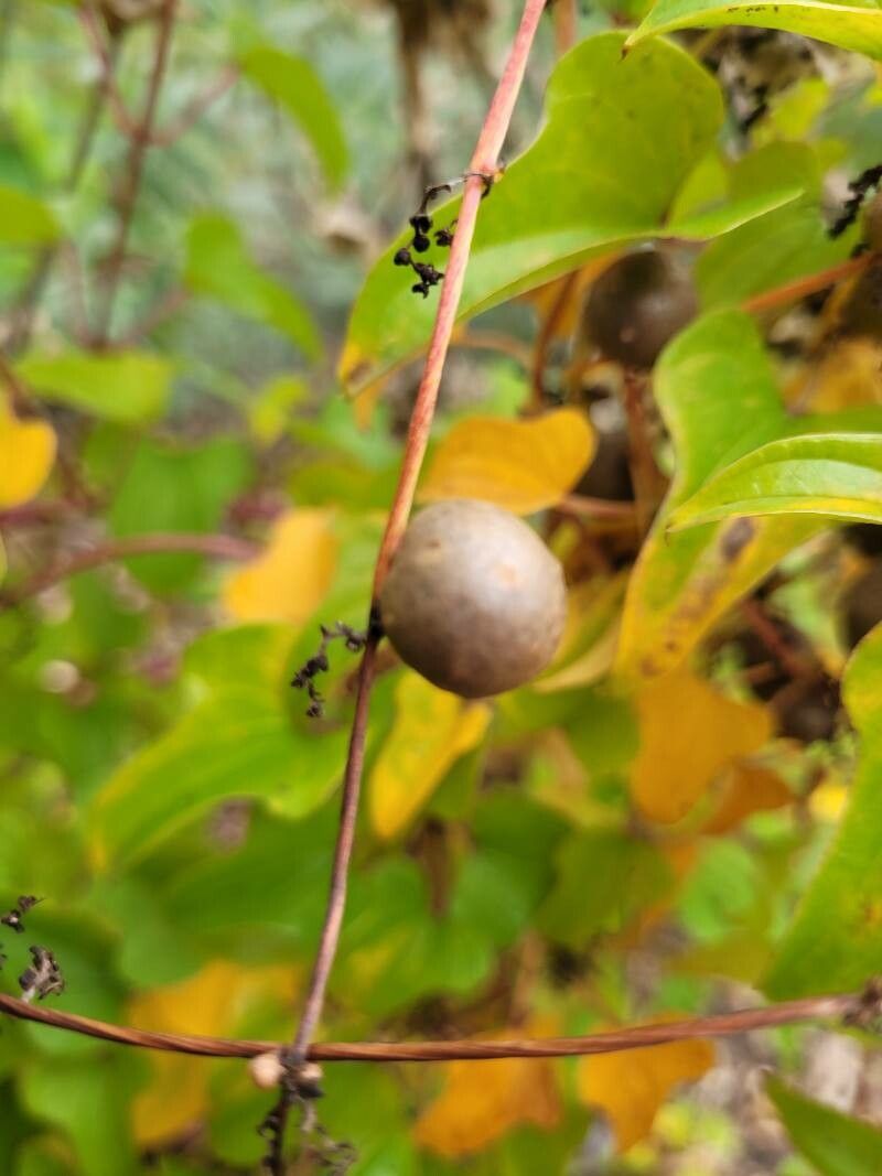 Dioscorea oppositifolia fruit