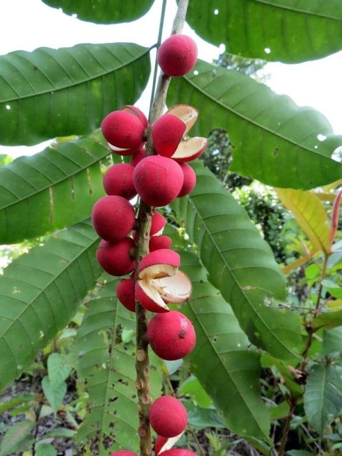 Aphanamixis polystachya fruit