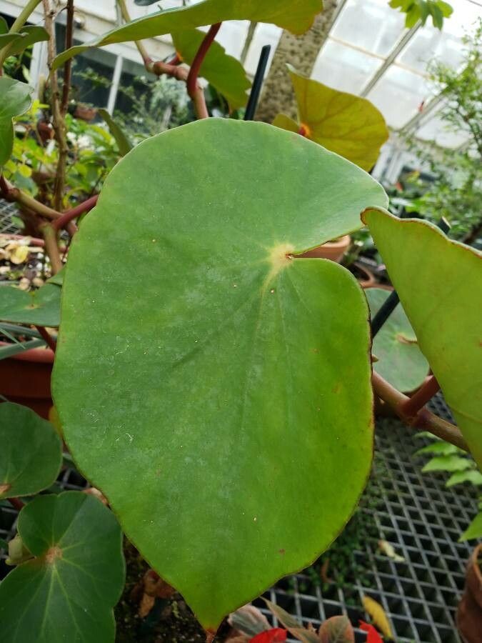 Begonia sanguinea — search result for 'Begoniaceae'