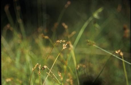 Carex gracilior — houseplant care guide