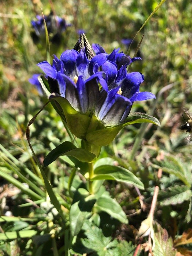 Gentiana parryi — search result for 'Gentiana'