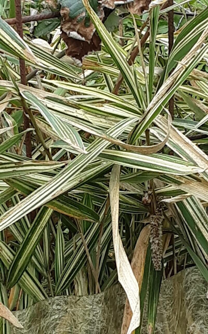 Pleioblastus variegatus leaf